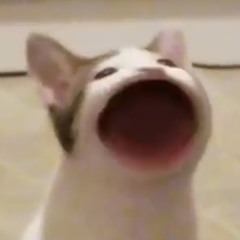 왕왕