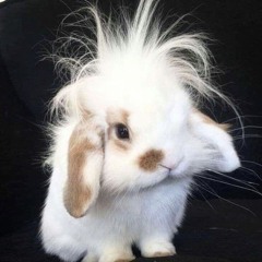 brokesigils biggest fan