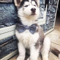 HUSKY