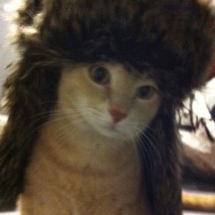 야나cozy한김코지다