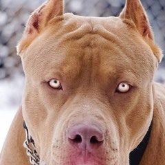 surfistinha de Israel 🇮🇱🇮🇱🇮🇱