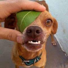 Douglas
