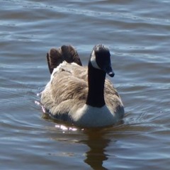 aquagoose