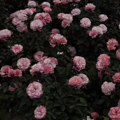 شهره