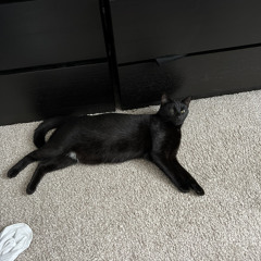 paulxstallion - piano