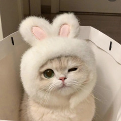🍥