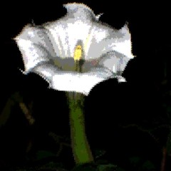 DxmFlower
