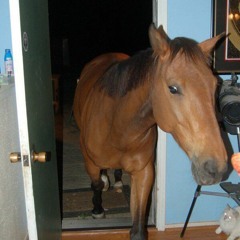 Roach