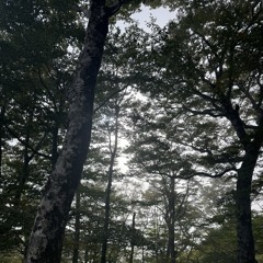 ーた