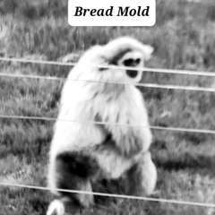 Bread Mold