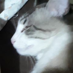 Sandra R. de Araújo