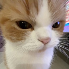 시은
