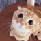 live cat cam