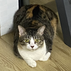 oacihn