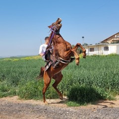 ישראל ענאקי