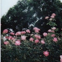 rosefromay