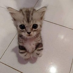たいが