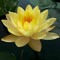 Asmaa gamal said