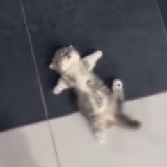 notif