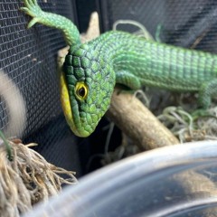 Manreptile