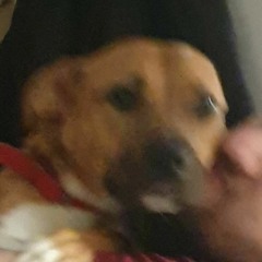 dzika kuna kasia menda