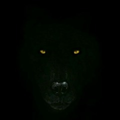 Wolf Dark