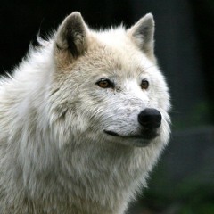 White Wolf