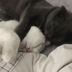 بعيد هموت واخدك فى حضنى):