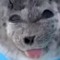 seal