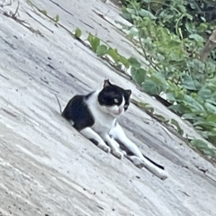 Praew Tumrongaukasoon