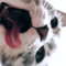 meow