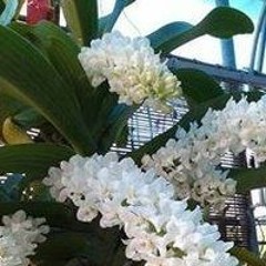 Nguyễn Thi Đoan Đoan