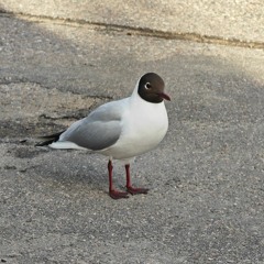 Suetolog
