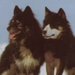 PACK ANIMALS