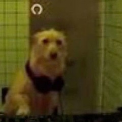 DJ Fetch/Rat Circuit