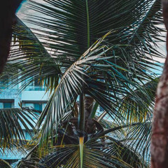 Roam_nia