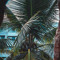 Roam_nia