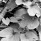 Alighted