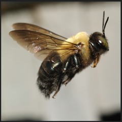 Carpenter Bee