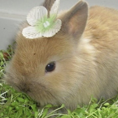 Bunny Town