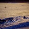 Sir Beach a Lot