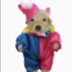 Usagi2006