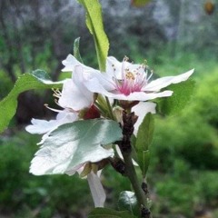 صَلّوا عَلى رَسولِ الرَّحْمَـٰن ﷺ