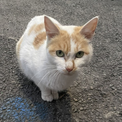 야옹