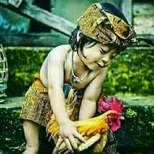 lagu bugis buah maddunu
