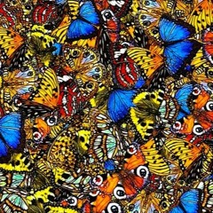 25 Butterflies