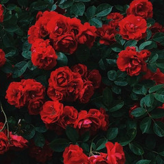Bo Bell🌹