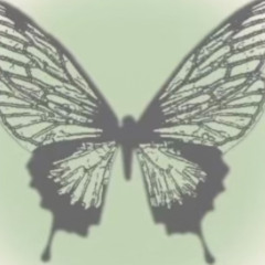 green Butterfly 🌈