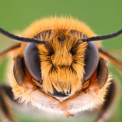 Hiveless