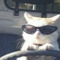 springboii